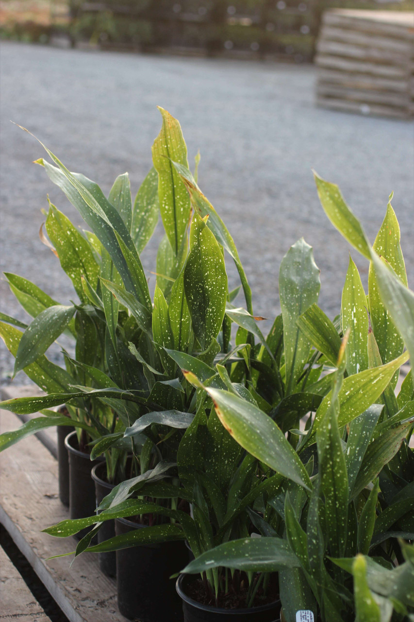 Aspidistra elatior 'Milky Way' - Devil Mountain Wholesale Nursery